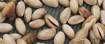 Picture of Pralinee Paste, 50% Pistachio + 50% sugar- Turkish Origin - Coloured- Medium