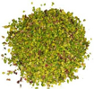 Picture of Natural Pistachio Grains- Turkish Origin -Pure -Natural