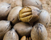Picture of Pecan halves various origin